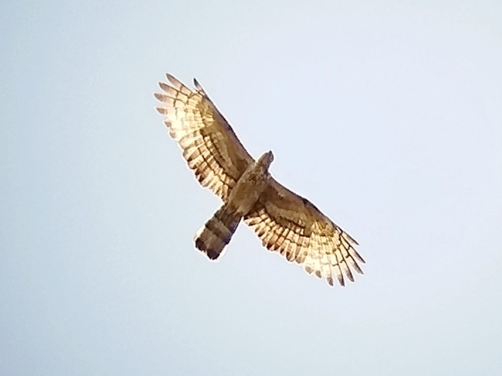 Oriental Honey-buzzard - Lars Mannzen