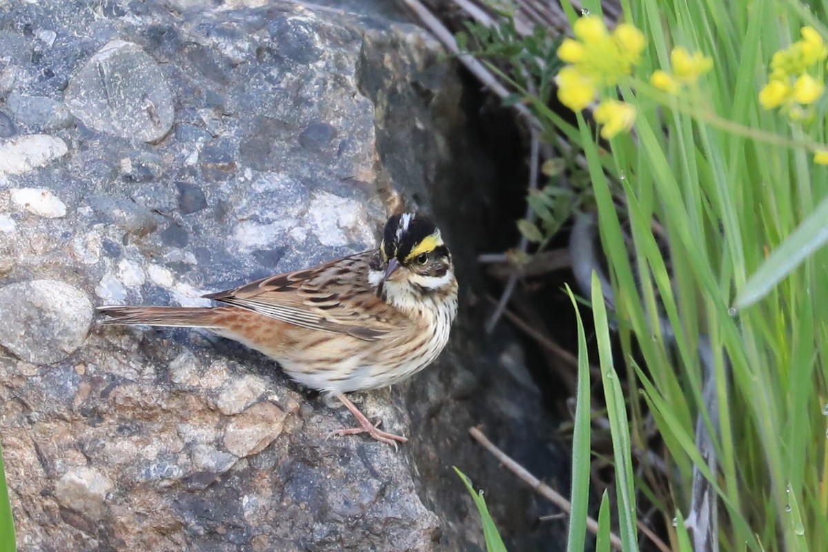 Yellow-browed Bunting - ML618203120