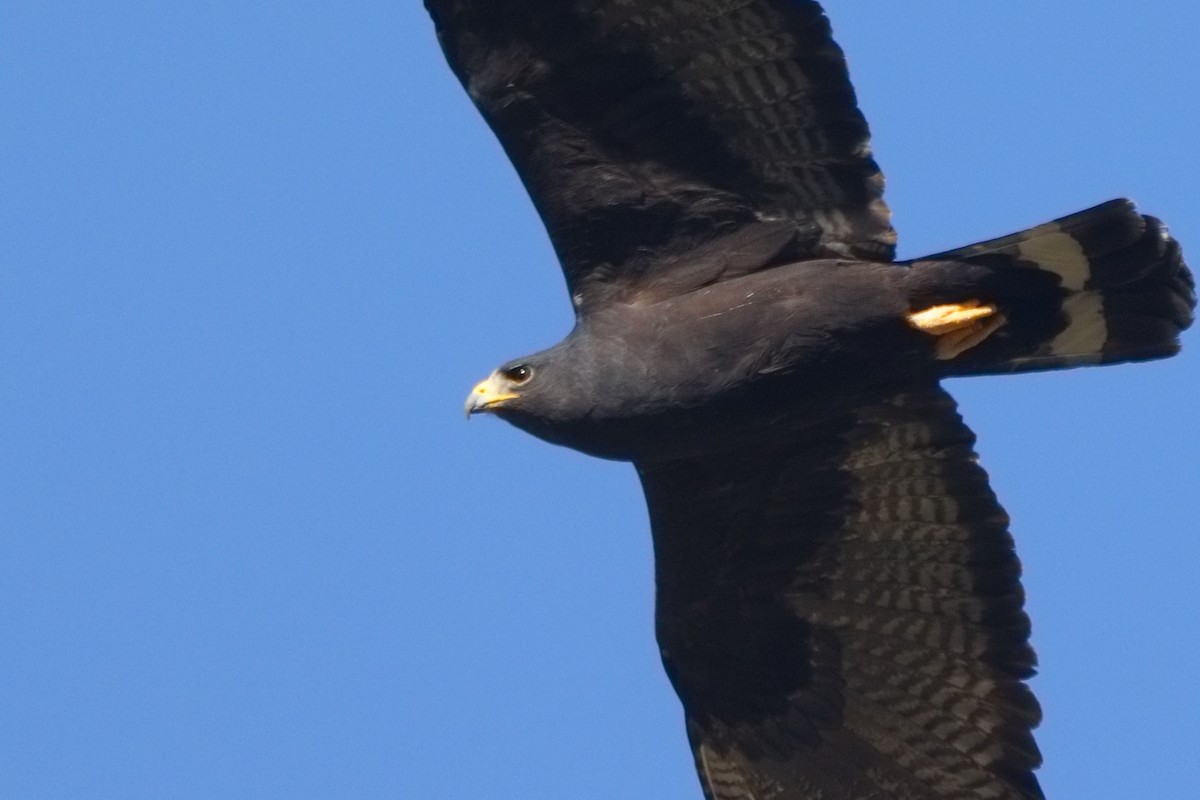 Zone-tailed Hawk - Shawn Miller