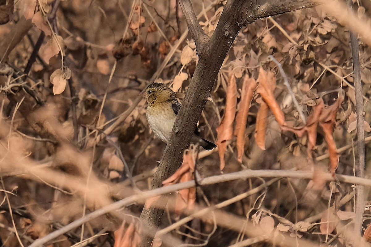 Red-billed Quelea - ML618203154