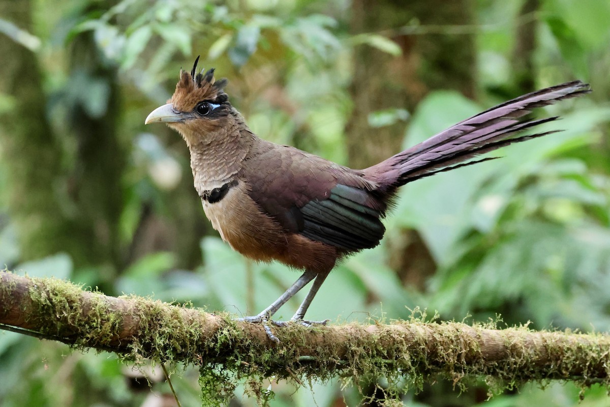 Rufous-vented Ground-Cuckoo - Olivier Langrand