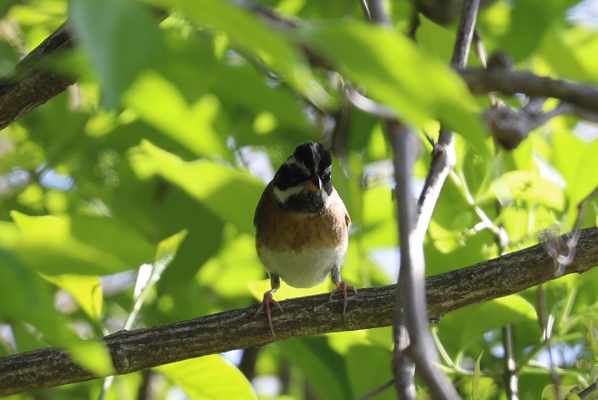 Tristram's Bunting - ML618203178