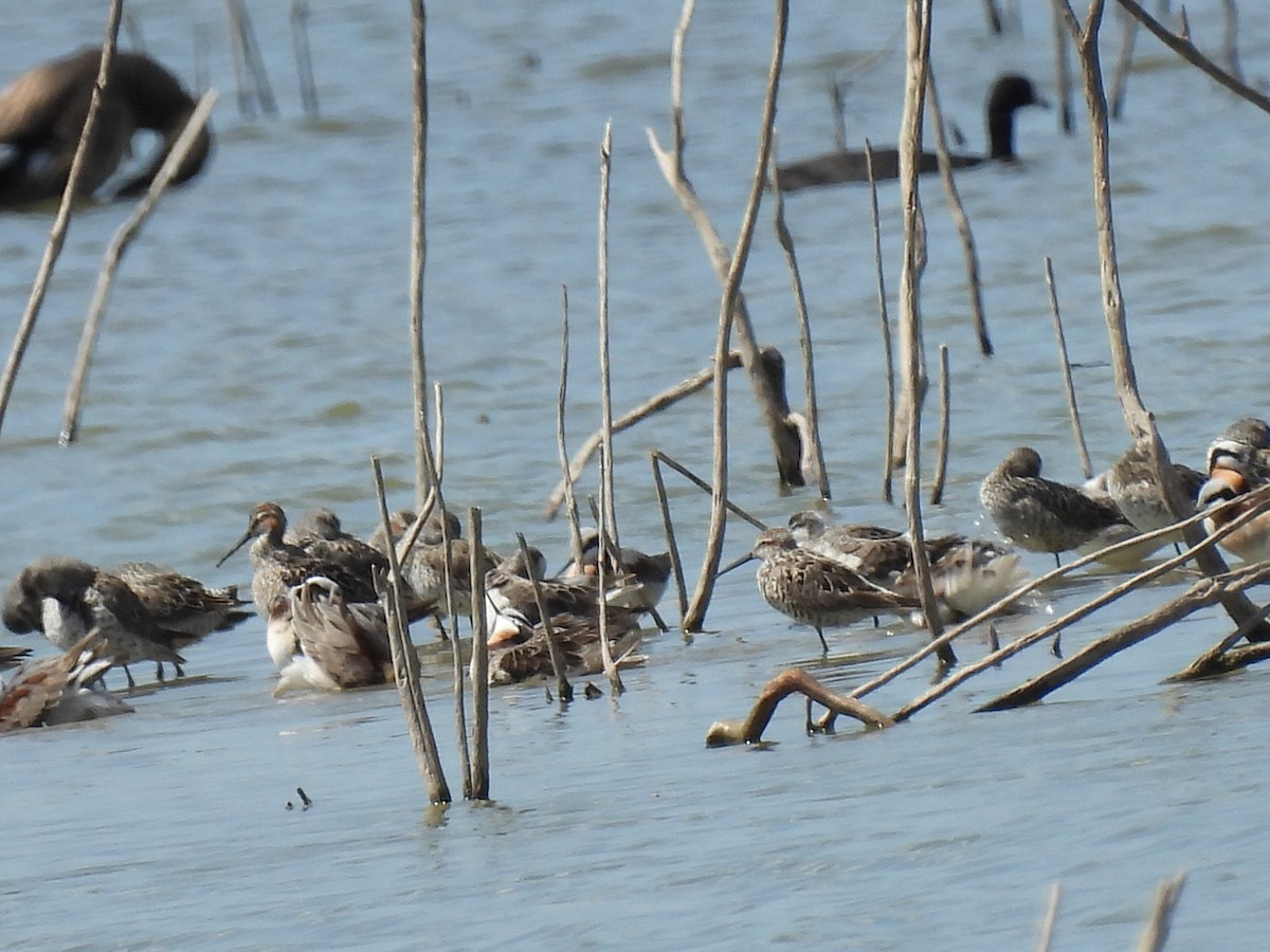 Phalarope de Wilson - ML618203221