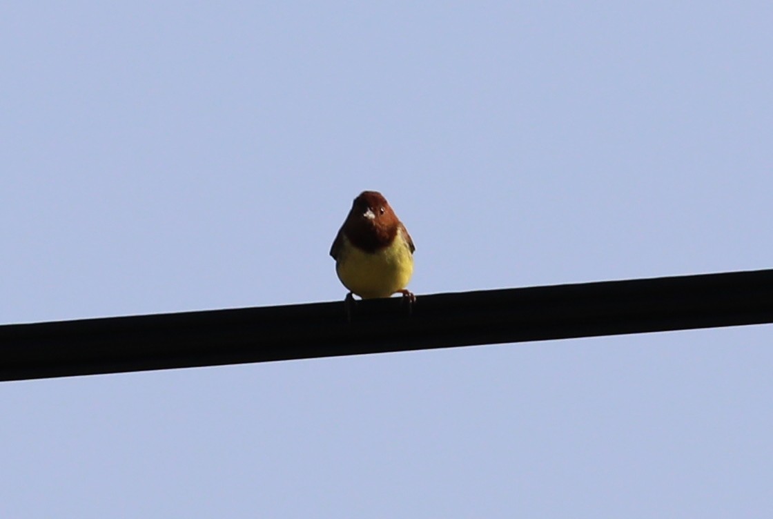 Chestnut Bunting - ML618203223