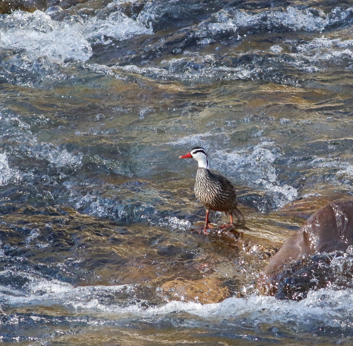 Torrent Duck - Per Smith