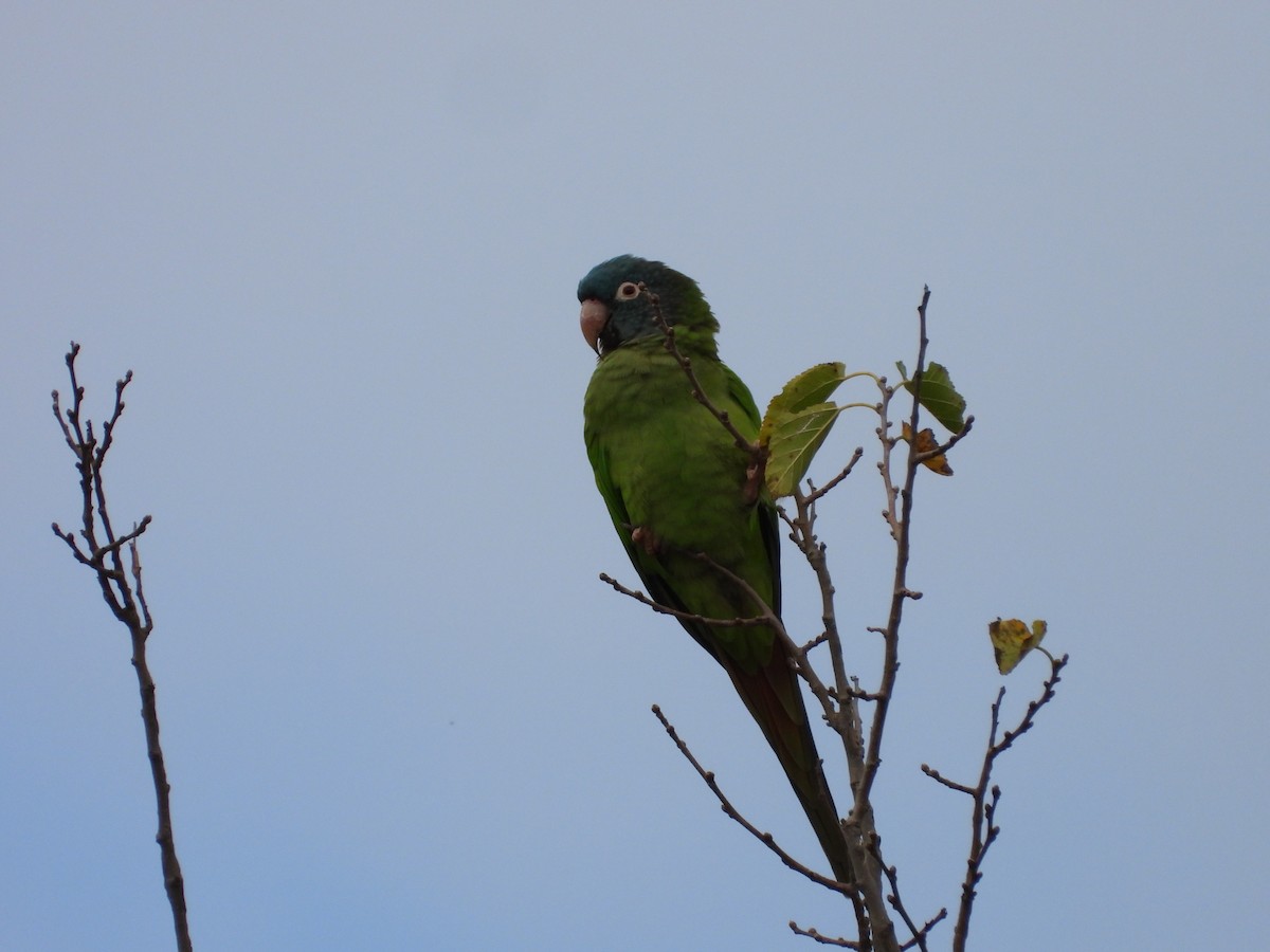 Blue-crowned Parakeet - Más Aves