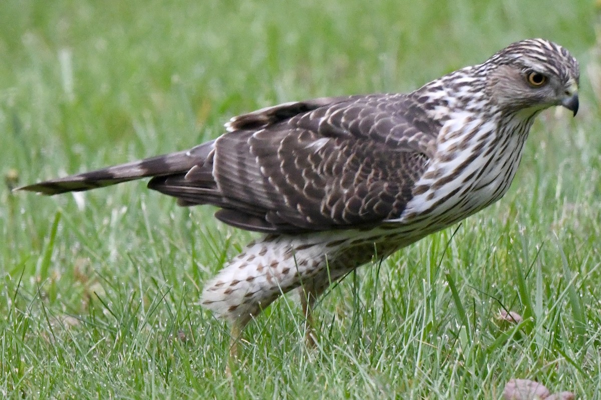 Cooper's Hawk - Mary Walsh