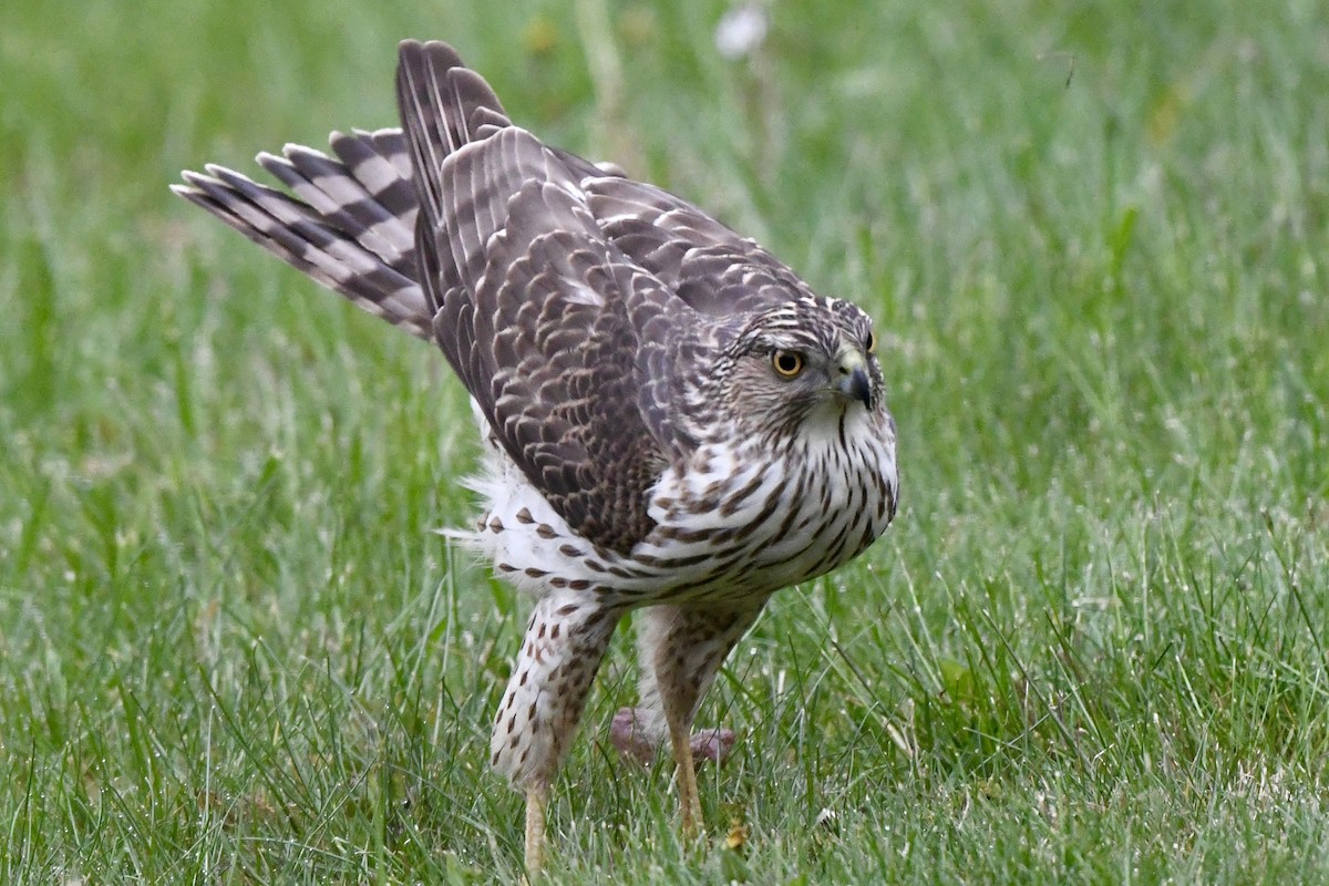 Cooper's Hawk - Mary Walsh