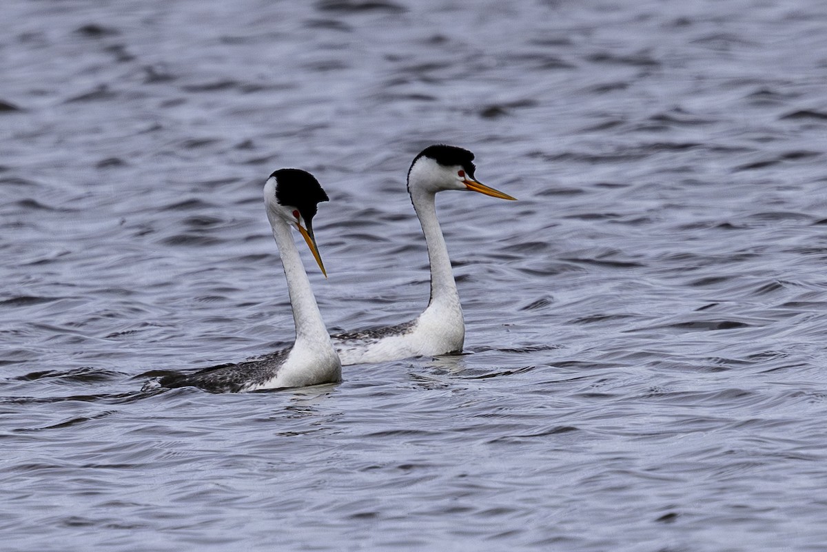 Clark's Grebe - ML618203319