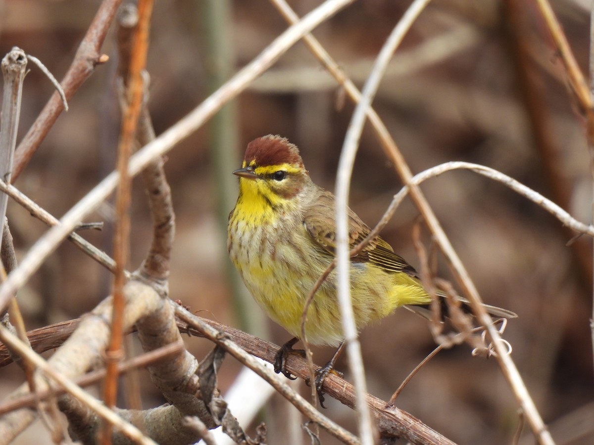 Palm Warbler - Heather Gray Toner