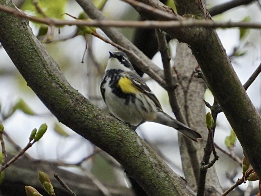 Yellow-rumped Warbler - Rosanne Petrich