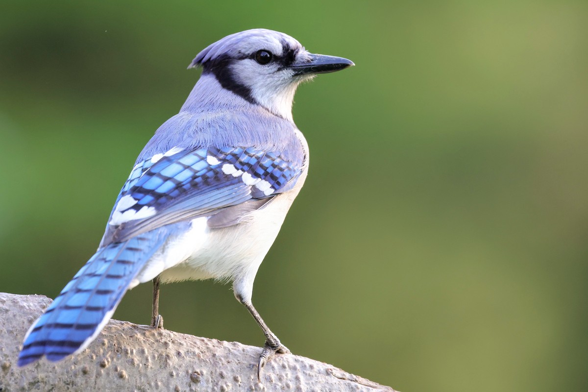 Blue Jay - James Tornetta