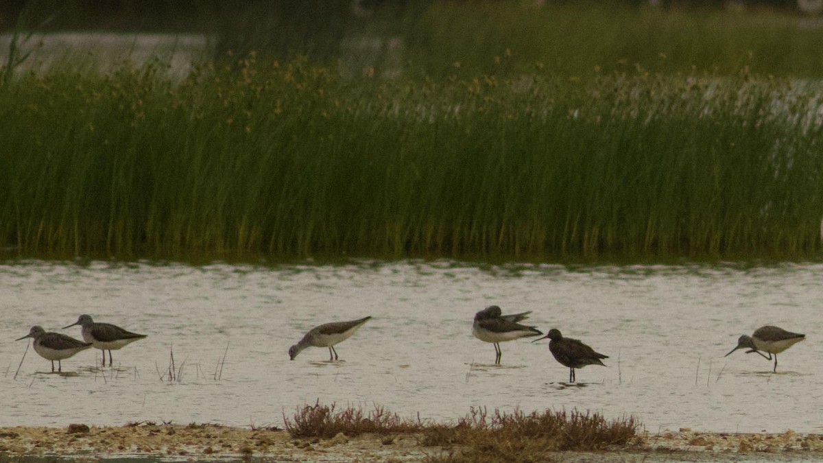 Spotted Redshank - ML618203347