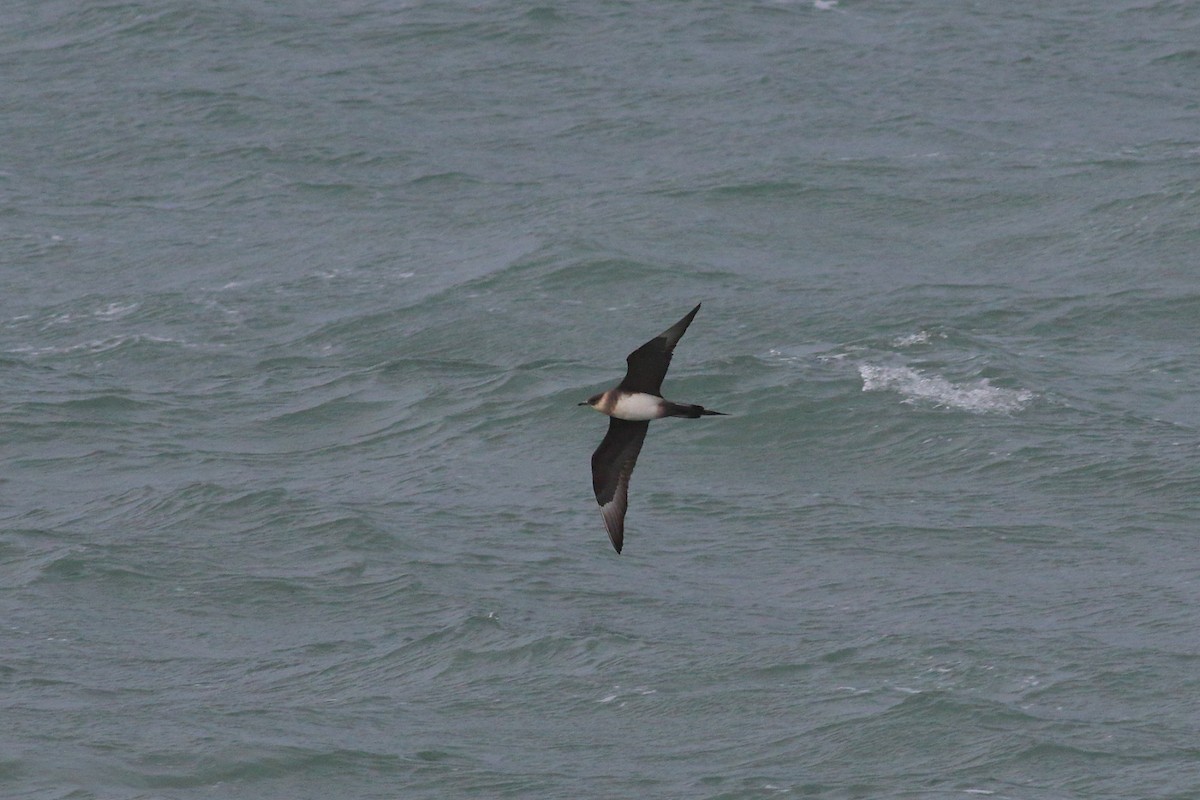 Parasitic Jaeger - ML618203375