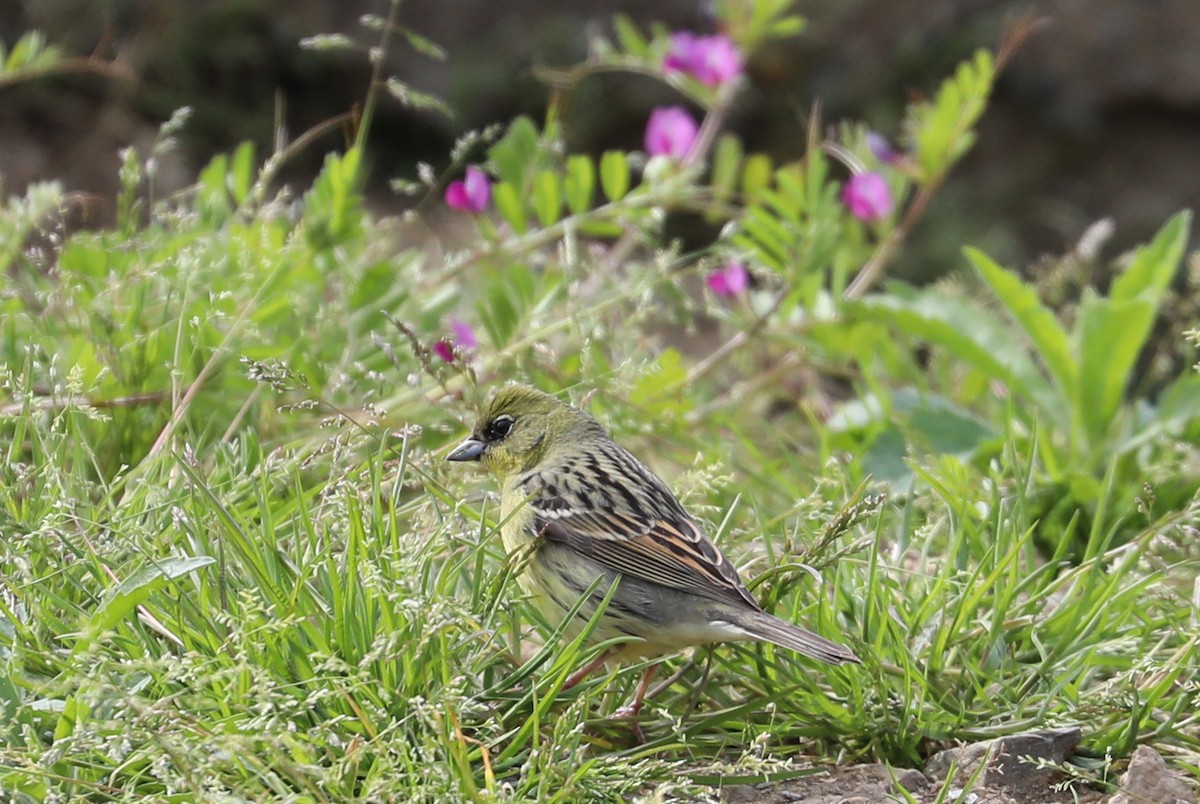 Yellow Bunting - ML618203384