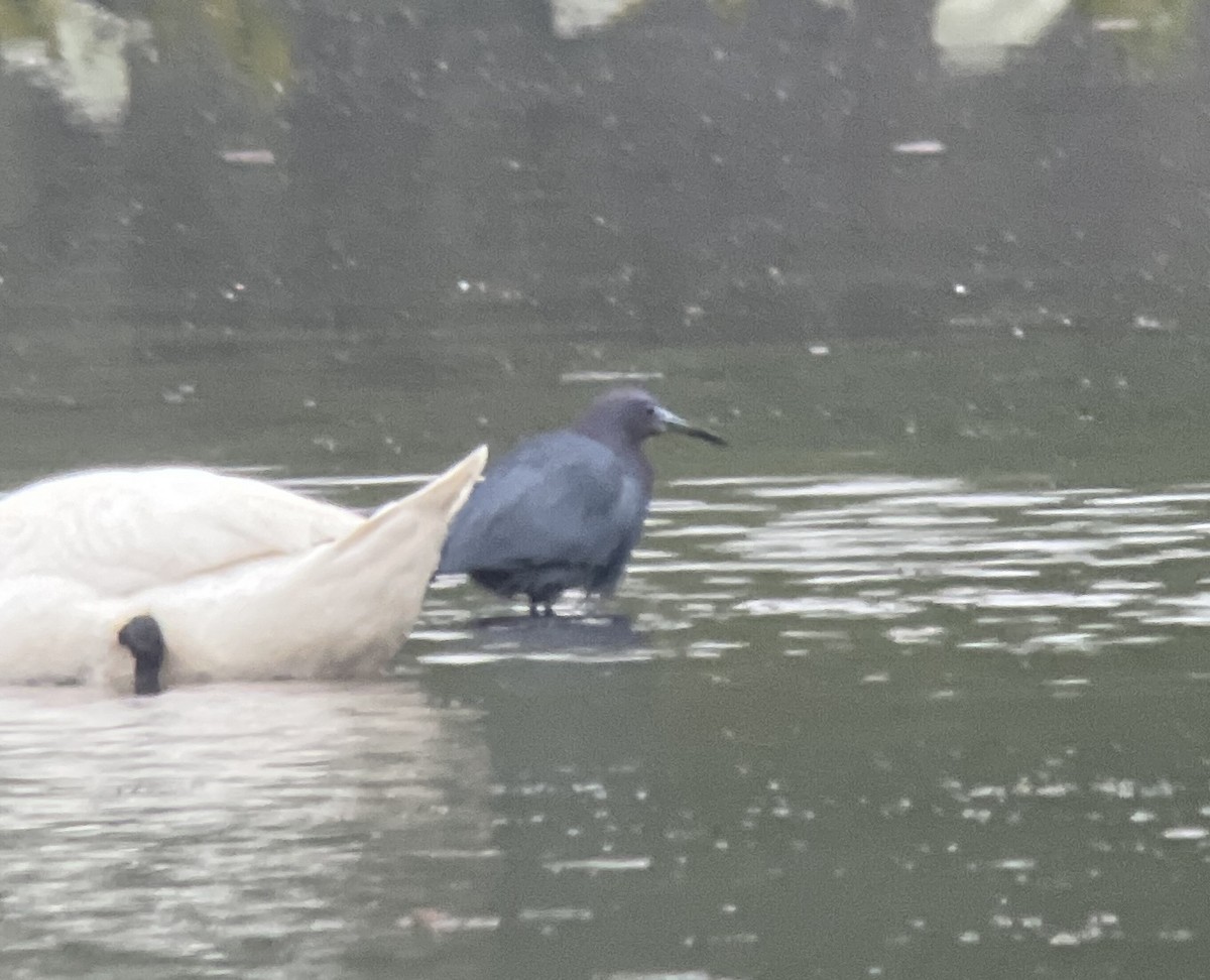 Little Blue Heron - Matthew Schuler