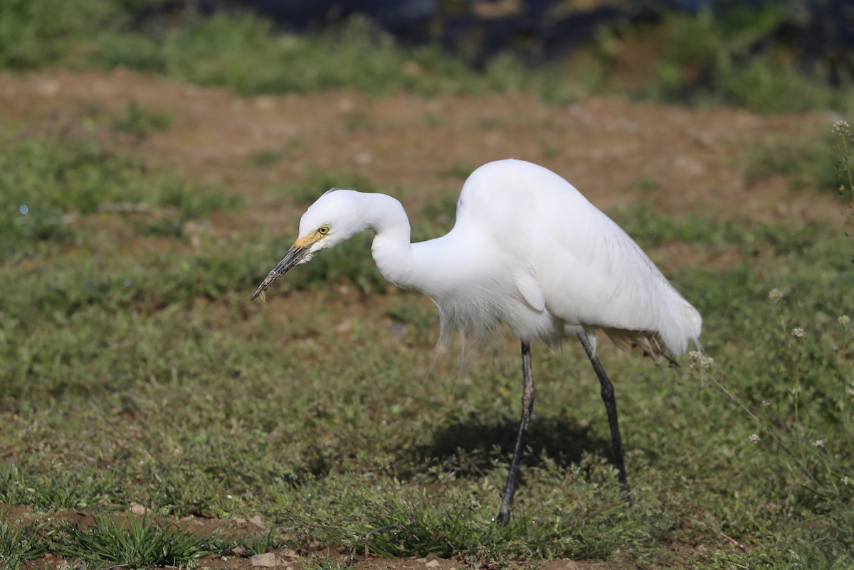 Medium Egret - ML618203412