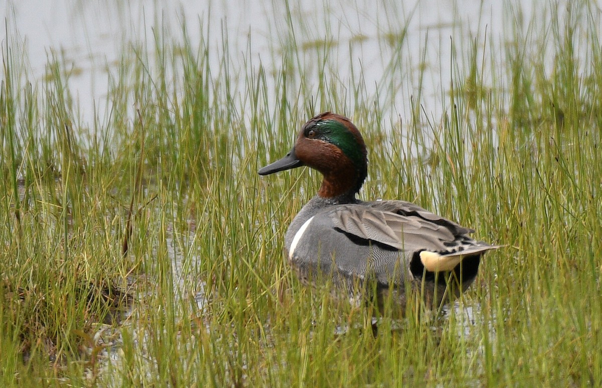 Green-winged Teal - BC Wilkes