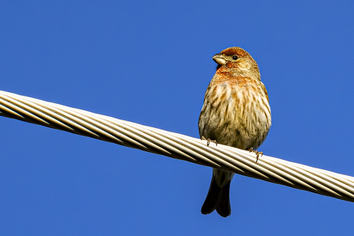 House Finch - Jef Blake