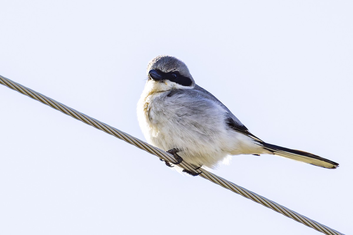 Loggerhead Shrike - Jef Blake