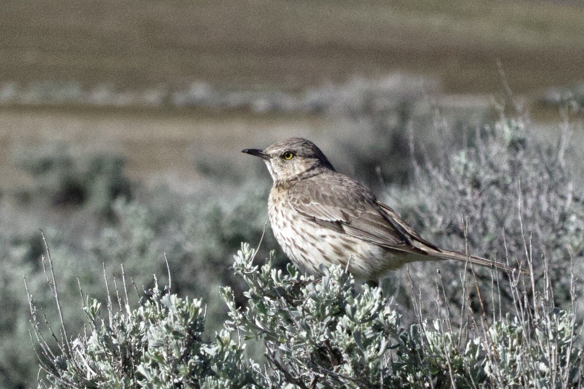 Sage Thrasher - Lee Burke