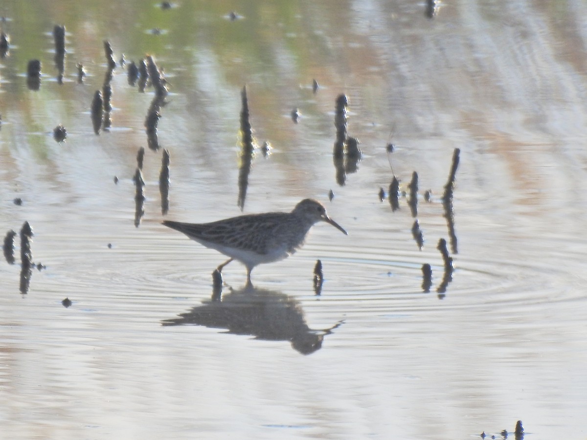 Pectoral Sandpiper - ML618203443