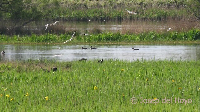 Whiskered Tern - ML618203445