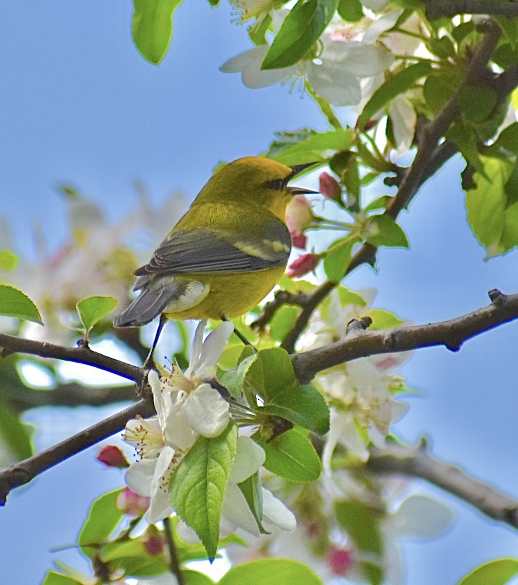 Blue-winged Warbler - Dawn Pietrykowski