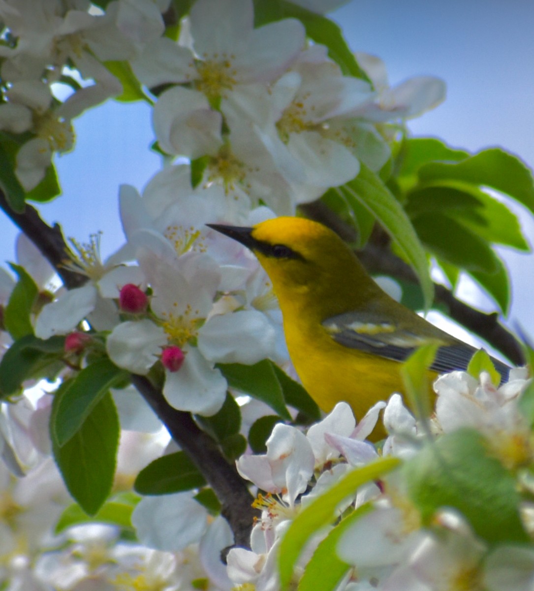 Blue-winged Warbler - Dawn Pietrykowski