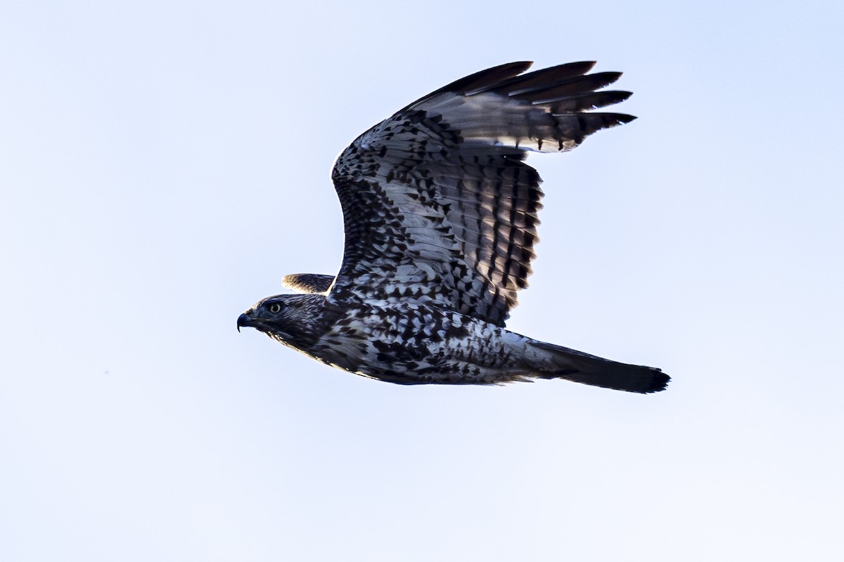 Red-tailed Hawk - Jef Blake