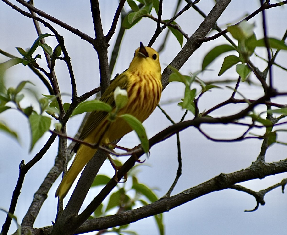 Yellow Warbler - Dawn Pietrykowski