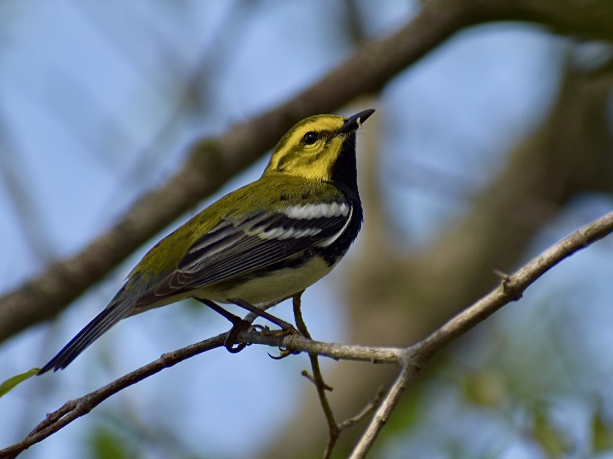 Black-throated Green Warbler - Dawn Pietrykowski