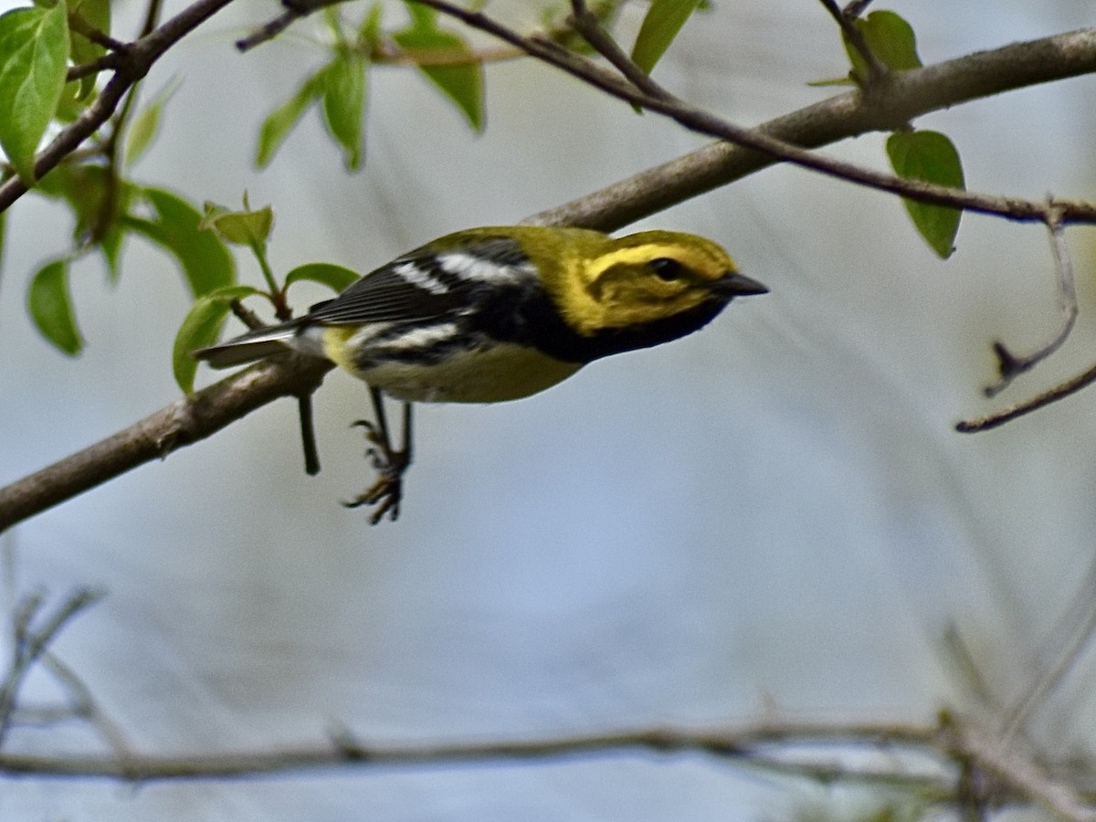 Black-throated Green Warbler - Dawn Pietrykowski