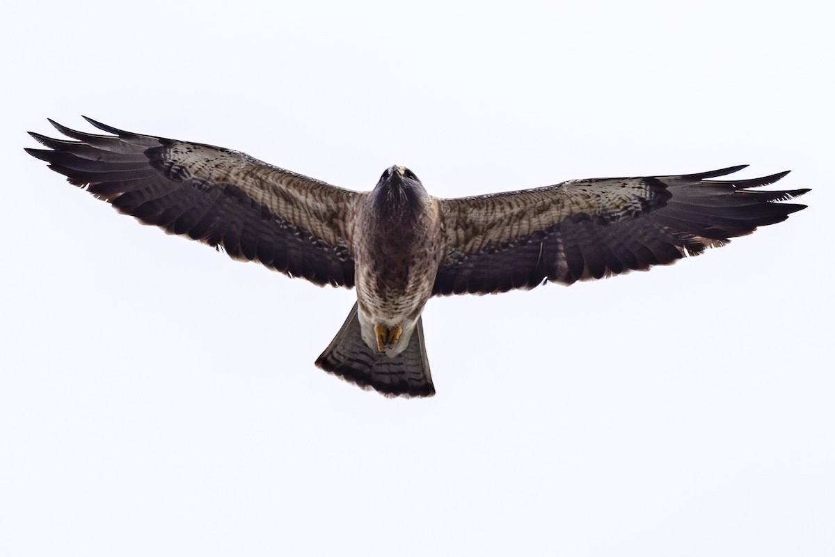 Swainson's Hawk - Jef Blake