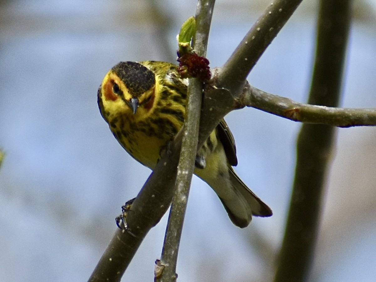 Cape May Warbler - Dawn Pietrykowski