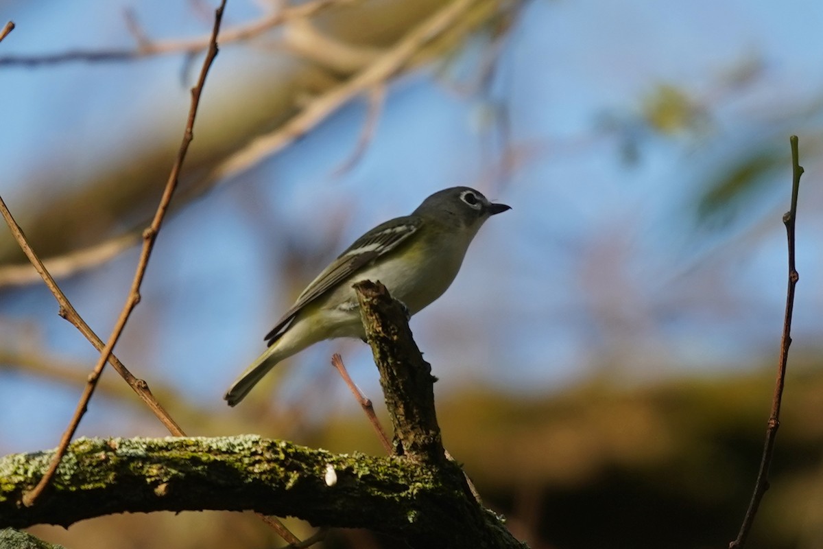 Blue-headed Vireo - Bob Yankou