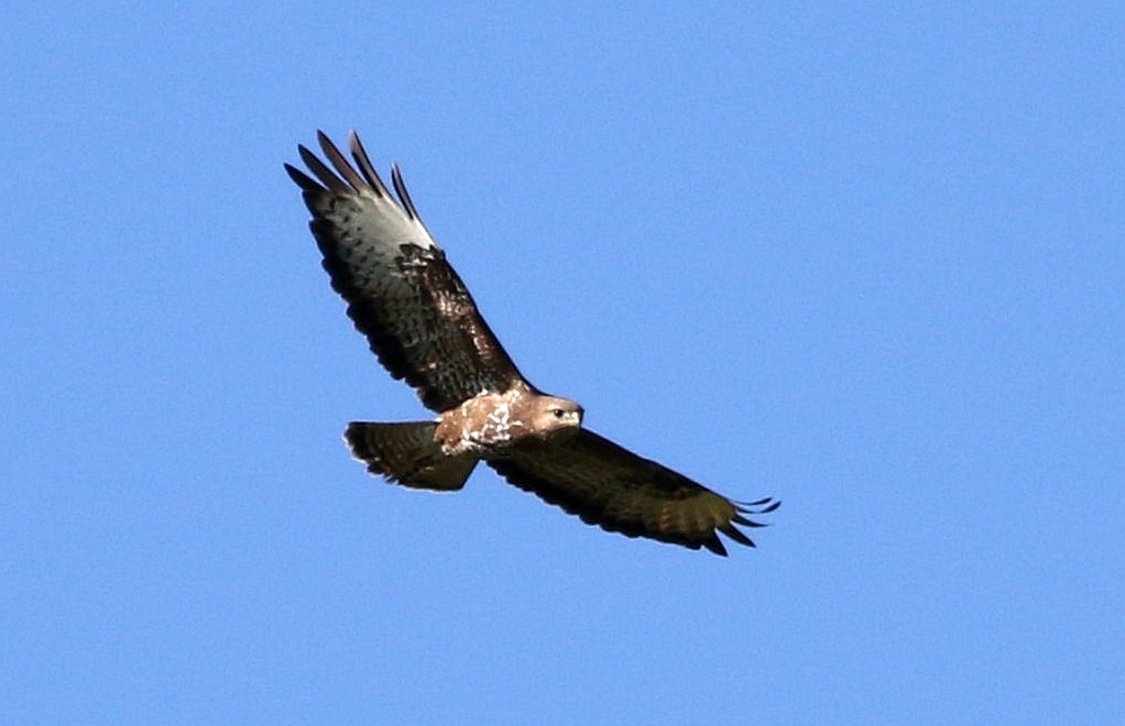 Common Buzzard - ML618203514