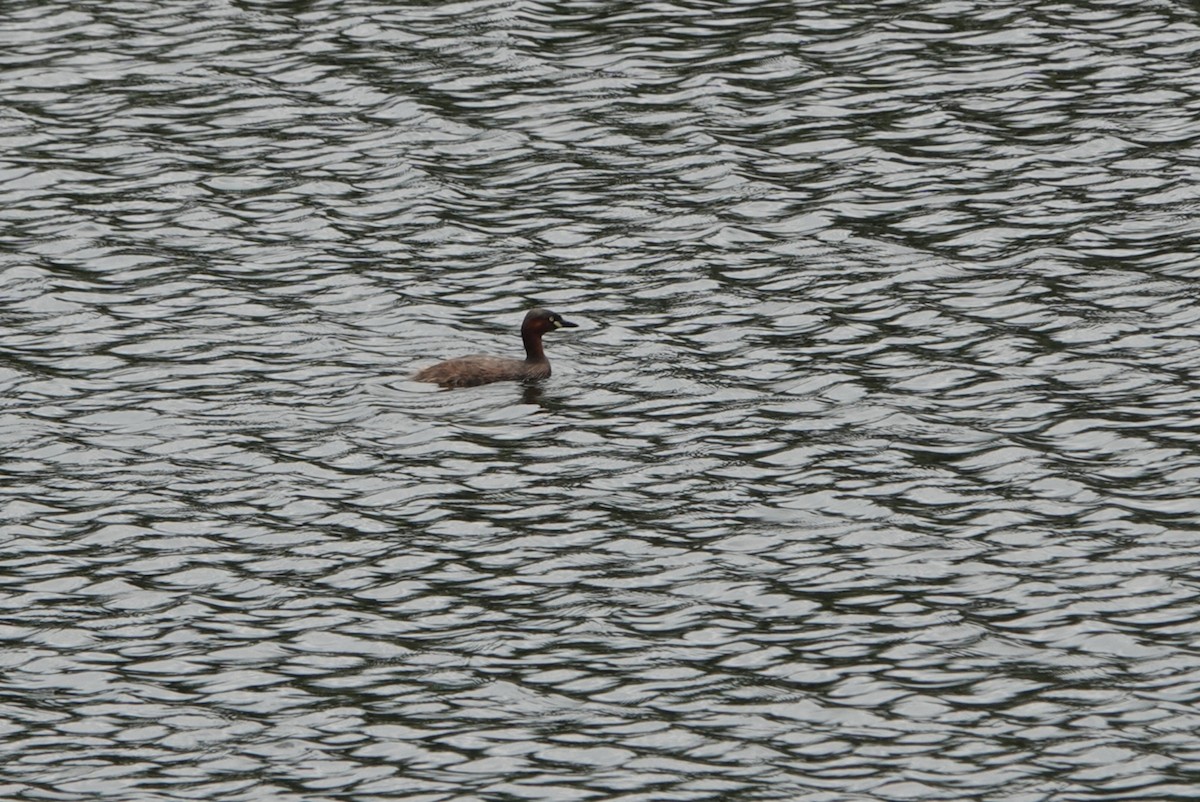 Little Grebe - ML618203550