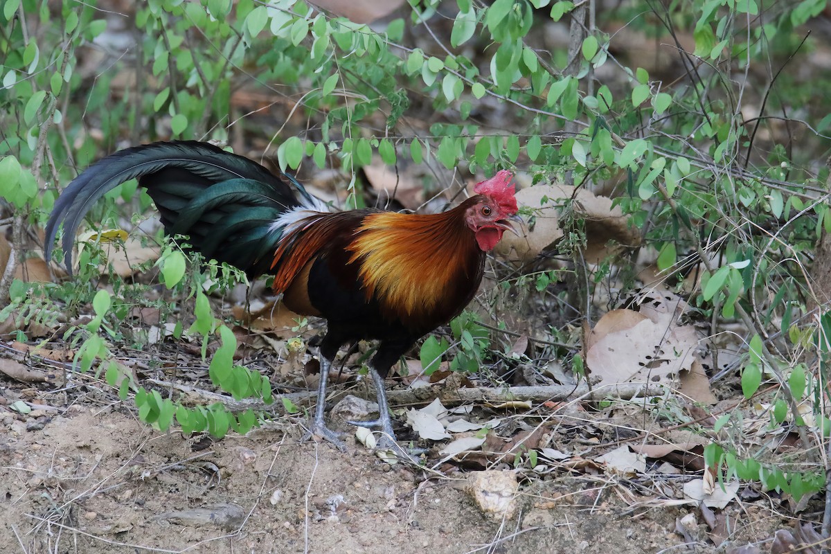 Red Junglefowl - Jens Toettrup