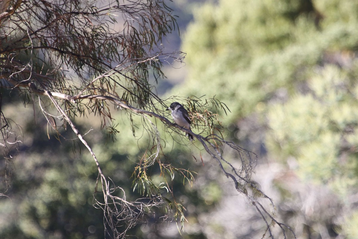 Gray Butcherbird - ML618203572