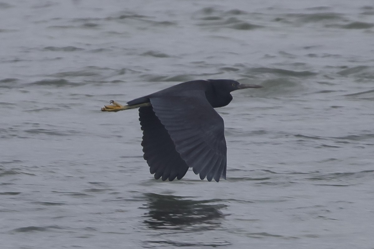 Pacific Reef-Heron - Fabio Olmos