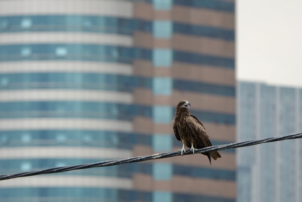 Black Kite - ML618203586