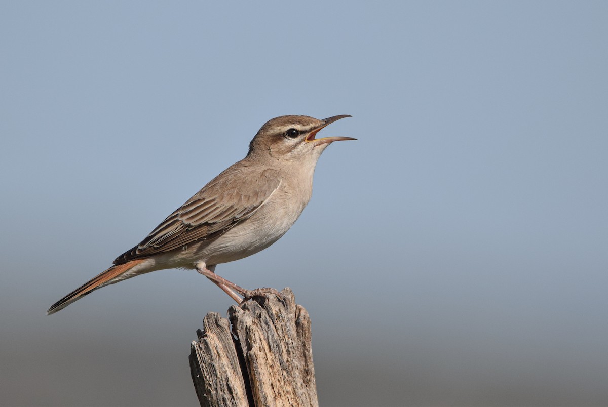 Rufous-tailed Scrub-Robin - Christos Christodoulou