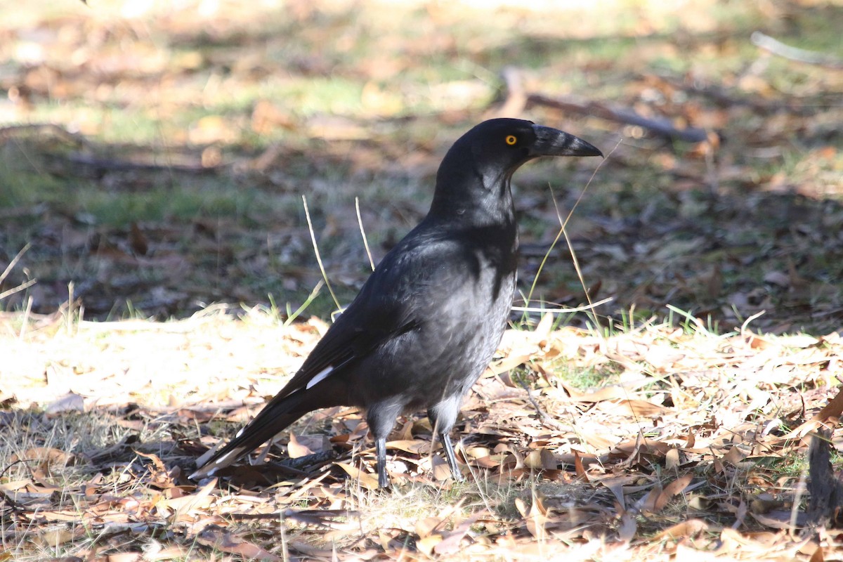 Black Currawong - ML618203598