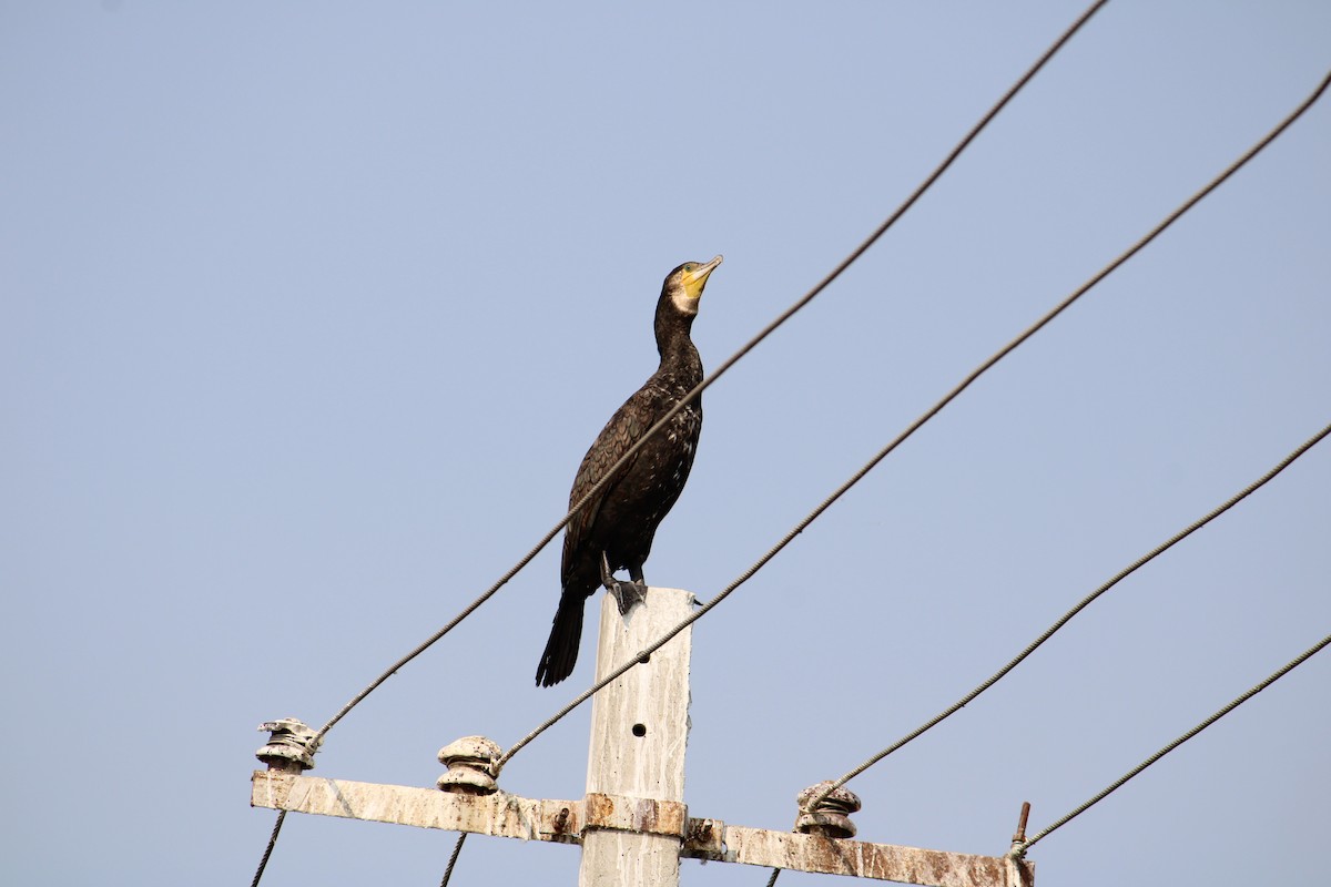 Great Cormorant - Kaustubh Deshpande