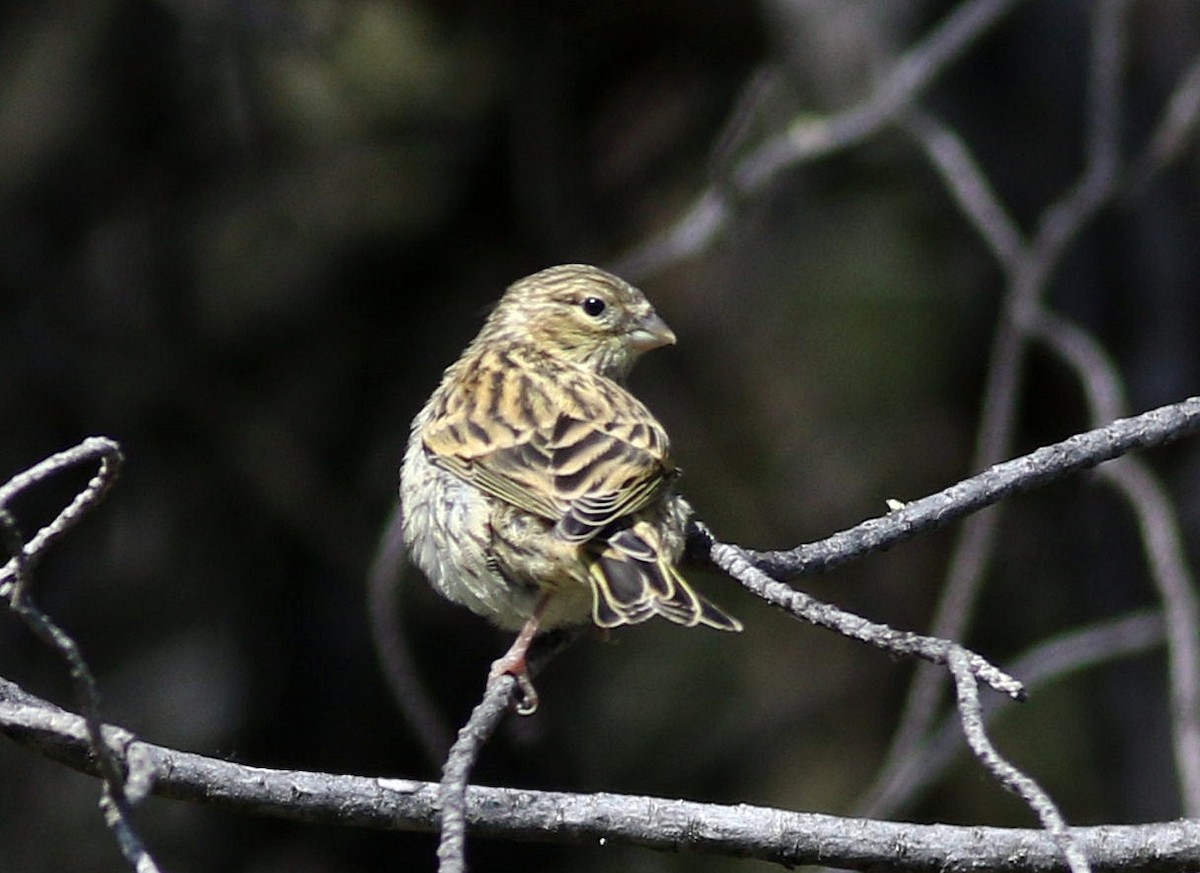 European Serin - Miguel García