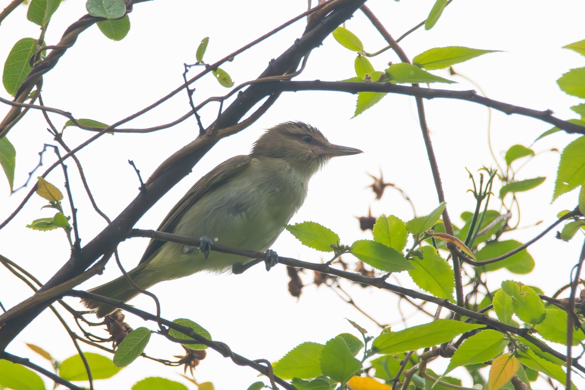 Black-whiskered Vireo - Matthew Garvin