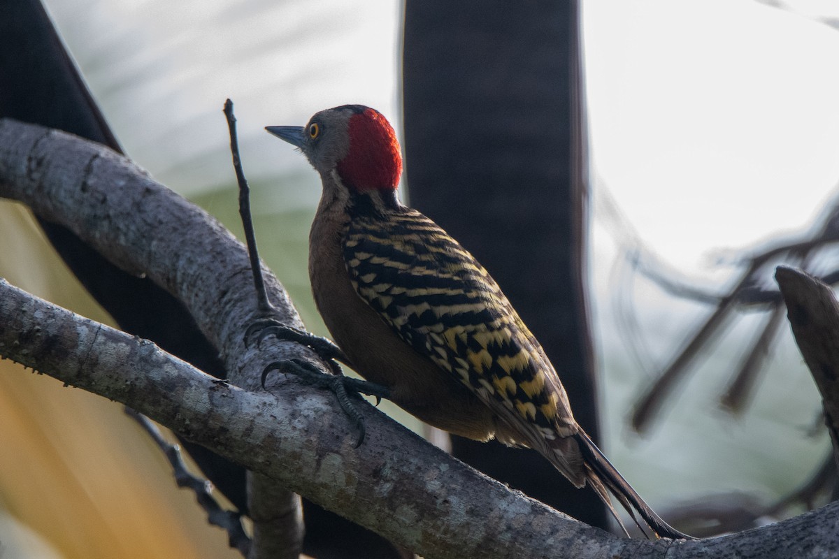 Hispaniolan Woodpecker - Matthew Garvin