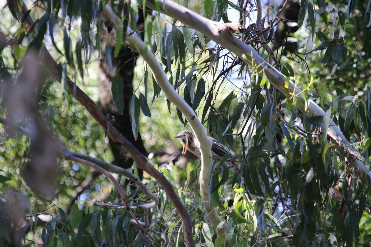 Yellow Wattlebird - Markus Leiser