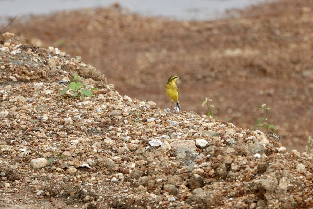 Eastern Yellow Wagtail - Lam Chan